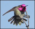 _3SB4510 annas hummingbird